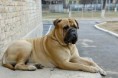 /album/galeria-de-fotos/bull-mastiff-jpg/